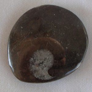 Ancient Ammonite Fossil Relic Devonian Period Prehistoric Jewelry Making